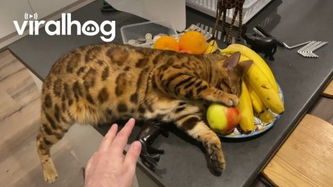 Cat Rubs Head On Fruit Bowl || ViralHog
