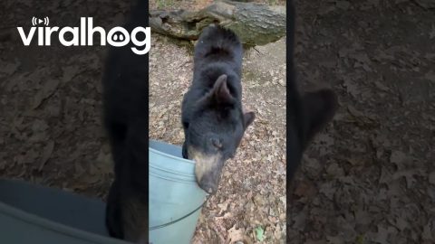 Black Bear Takes Off With Woman's Bucket || ViralHog