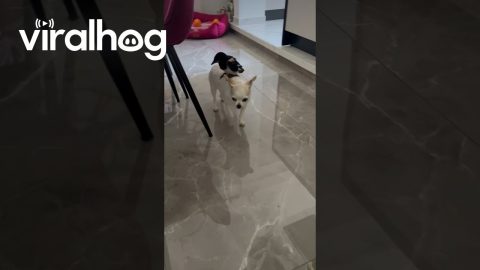 Magpie Rides on Chihuahua's Back || ViralHog