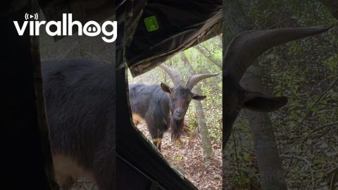 Goat Catches Hunter By Surprise || ViralHog