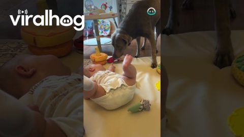 Dog Takes Babies Socks Off || ViralHog