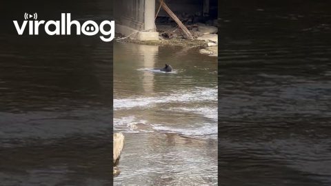 Black Bear Goes Swimming in River || ViralHog