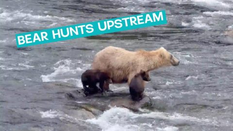 Bear Hunts Upstream For Salmon || ViralHog