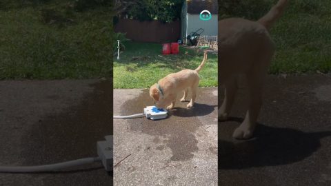 Puppy Loves New Water Fountain || ViralHog