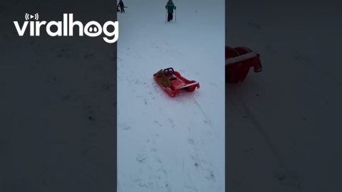 Cat Goes Sledding || ViralHog