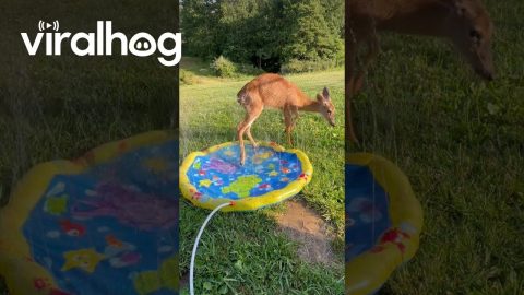 Deer and Raccoon Play With Splash Pad || ViralHog