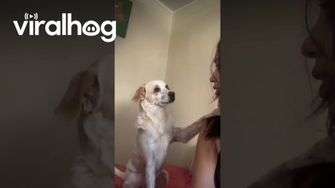 Dog Calms Woman Down || ViralHog