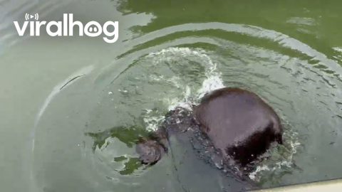 Bear Bobs and Dives Near Fishing Boat || ViralHog