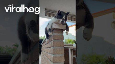 Cat Practices Swimming on Dry Land || ViralHog