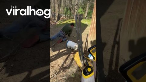Man Breaks Tree Limb Trying To Remove Nest || ViralHog