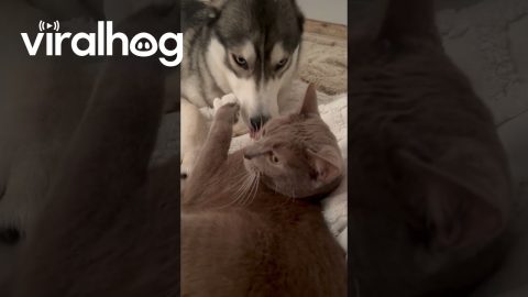 Cat Grooms And Cuddles Husky || ViralHog