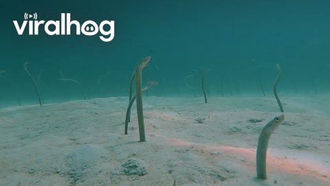 Eels Emerge From Sea Floor || ViralHog