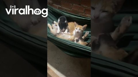 Pup Visits Kitty Massage Parlor || ViralHog