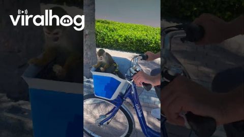 Monkey in a Bike Basket || ViralHog