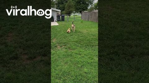 Chicken and Dog Play Together || ViralHog