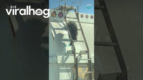 Racoon Rides Rubbish Truck || ViralHog
