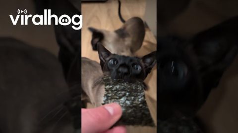 Kevin the Cat Crunches on Seaweed Snack || ViralHog