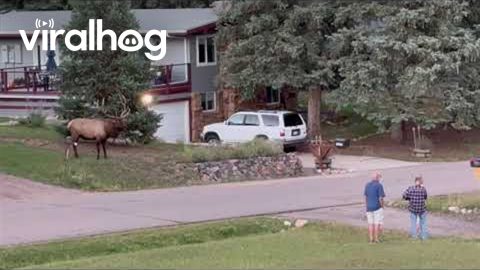 Massive Elk Charges At Passing SUV || ViralHog