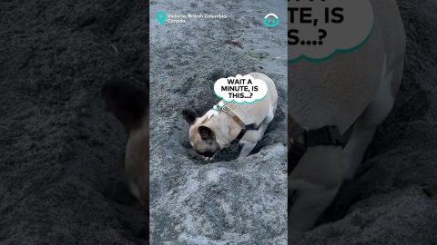 Hole Spooks Dog At Beach || ViralHog