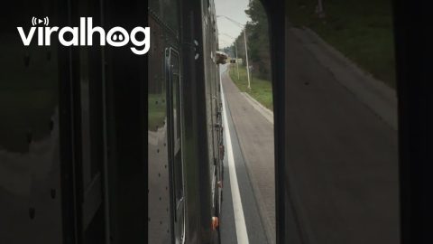 Horse Enjoys Some Fresh Air While on the Road || ViralHog