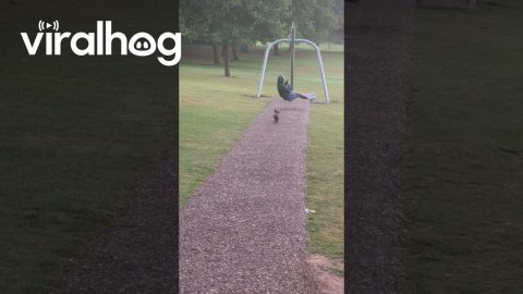 Dachshund Bravely Chases Zipline || ViralHog