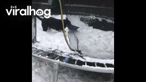 Dog Doesn't Understand Snow Shoveling || ViralHog