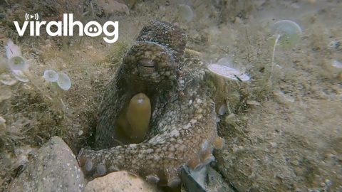 Octopus Sleeping Soundly On Sea Floor || ViralHog