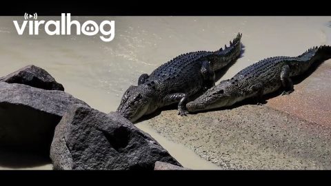 Fishing Line Stuck to Croc || ViralHog