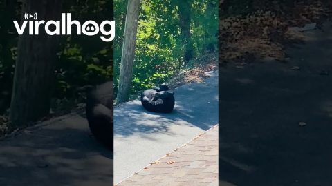 Bear Can't Ignore Itchy Rump || ViralHog