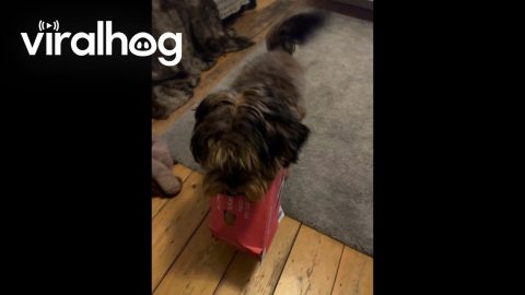 Dog Gets Stuck In Stolen Box || ViralHog