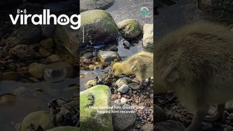 Gosling Rescue || ViralHog