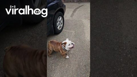 Bulldog Gets Excited for Skateboard Time || ViralHog