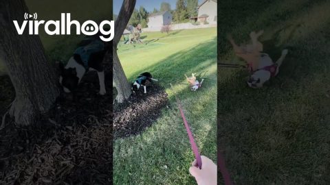 Boston Terrier Takes Lazy Friend For a Walk || ViralHog