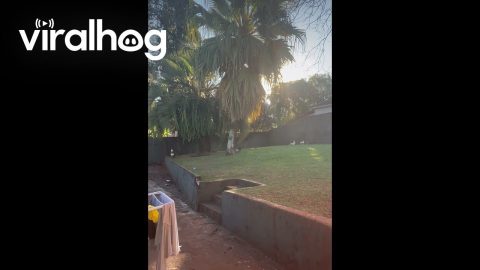 Rooster Chases Dog Across Yard || ViralHog
