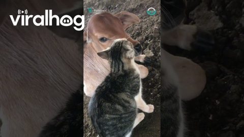 Kitten Adopts Baby Calf || ViralHog