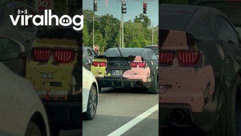 SpongeBob and Patrick Car Wrap || ViralHog