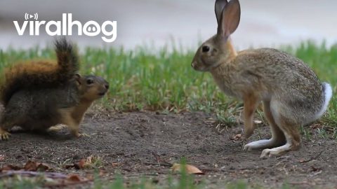 Bunny and Squirrel Play Together || ViralHog