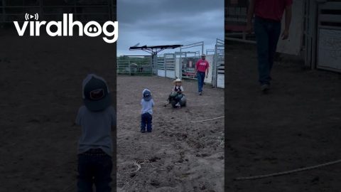Future Bull Rider in Training || ViralHog