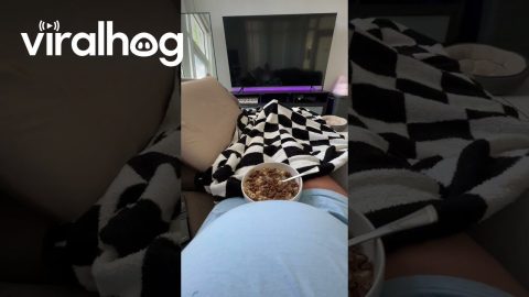 Cat Zooms Through Cereal Bowl || ViralHog