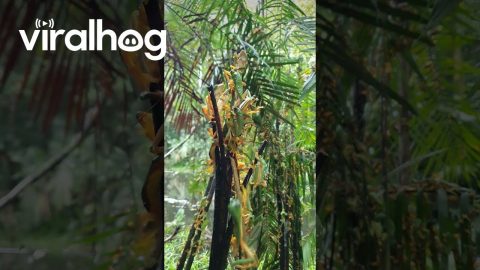 Tree Frogs Gather to Breed || ViralHog
