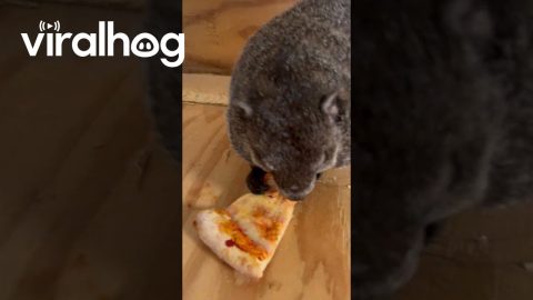 Pet Groundhog Pizza Party || ViralHog