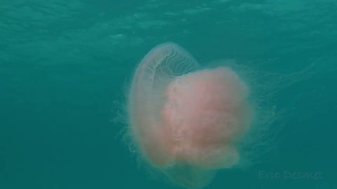 Diver Encounters Big Pink Jellyfish || ViralHog