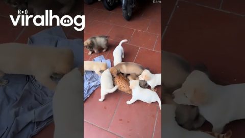 Cat Tries to Escape Pack of Puppies || ViralHog