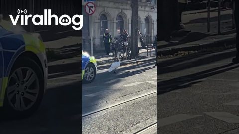 Dublin Police Escort Swan Through the City || ViralHog
