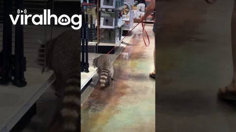 Bass Pro Shopper Walks Pet Raccoon || ViralHog