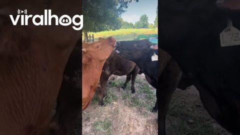 When Your Cattle Needs to Get a Room || ViralHog