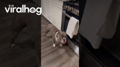 Dog Takes Off With Kitchen Towel || ViralHog