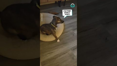 Puppy Zooms To Hard || ViralHog