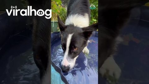 Dog Blows Bubbles || ViralHog
