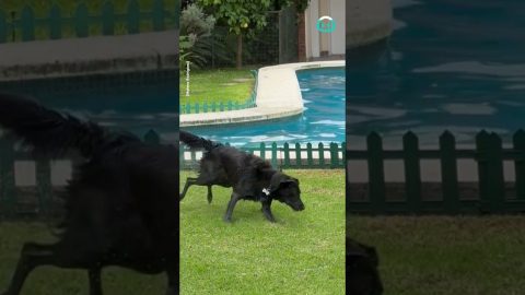 Dog Just Loves A Swim || ViralHog